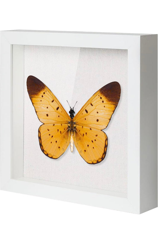 Shadow box